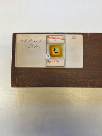Media type: image;   Invertebrate Zoology 172212 Description: Photograph of microscope slide and handwritten label.;  Aspect: slide
